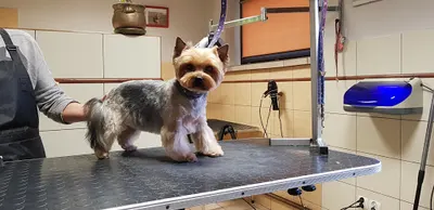 Salon York Strzyżenie Fryzjer Pielęgnacja Psów i Kotów